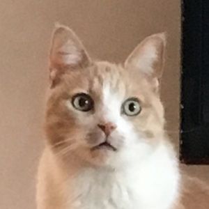 Meet your Posher, Dak